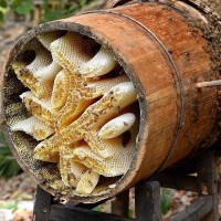 原生蜂蜜批發(fā)瓶裝巢蜜500g農(nóng)家土特產(chǎn)多花蜂巢蜜抖音直播控價(jià)代發(fā)
