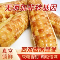 西雙版納香糯小玉米 營養(yǎng)代餐一根就夠 軟糯香甜易消化