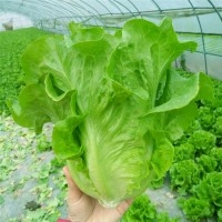 四季菜園基地種子 意大利生菜種子 陽臺速生易四季盆栽蔬菜種子