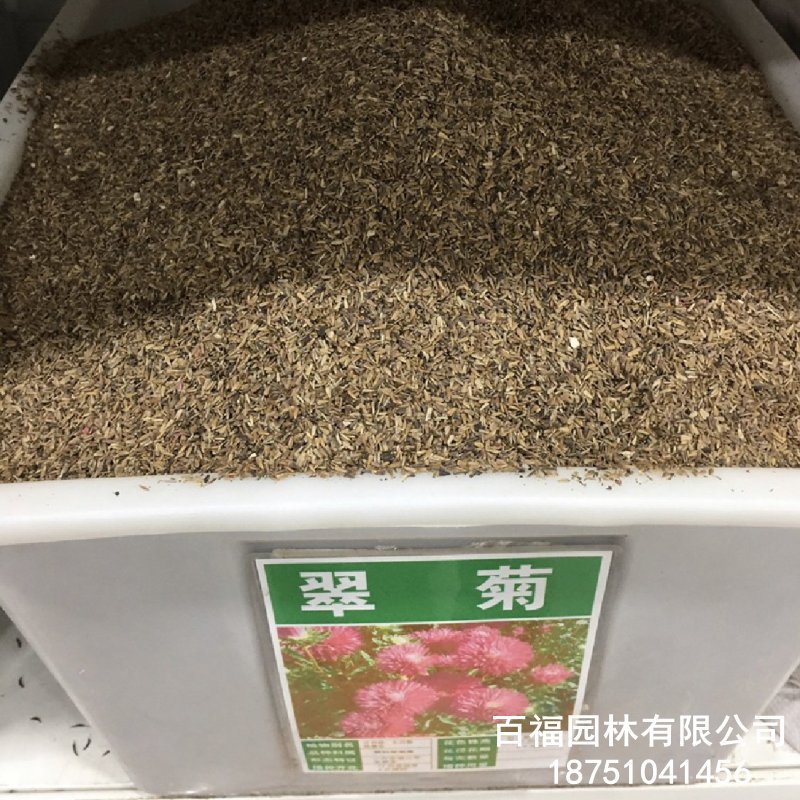 翠菊 (6).jpg