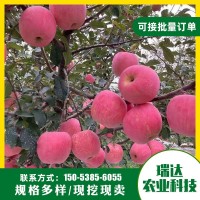 蘋果苗 基地種植紅將軍紅富士多個品種蘋果樹苗現(xiàn)挖現(xiàn)賣 易管理
