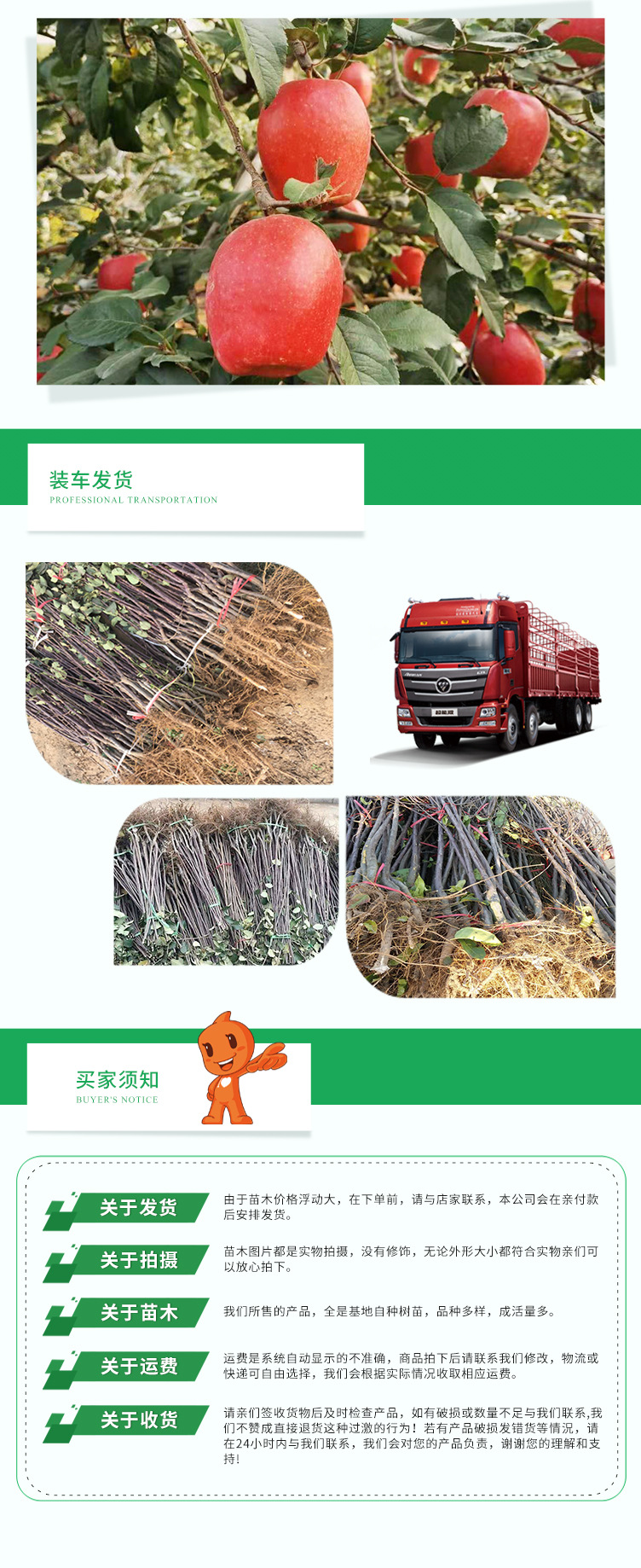 蘋果苗-_06.jpg