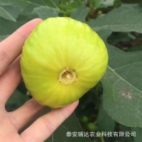 金傲芬無花果苗批發(fā) 金奧芬無花果苗價格 黃色果實無花果苗