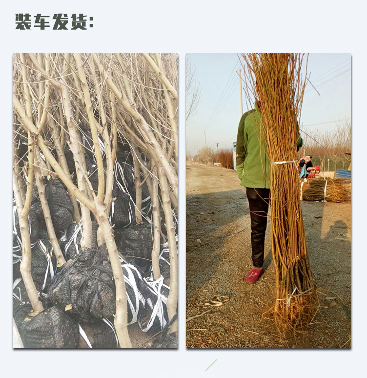 桃-詳情頁_09.jpg