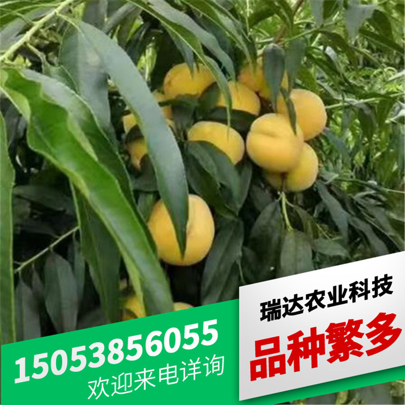 桃-詳情頁_04.jpg
