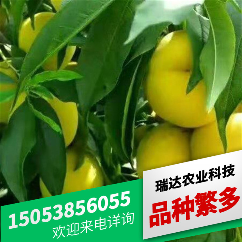 桃-詳情頁_07.jpg
