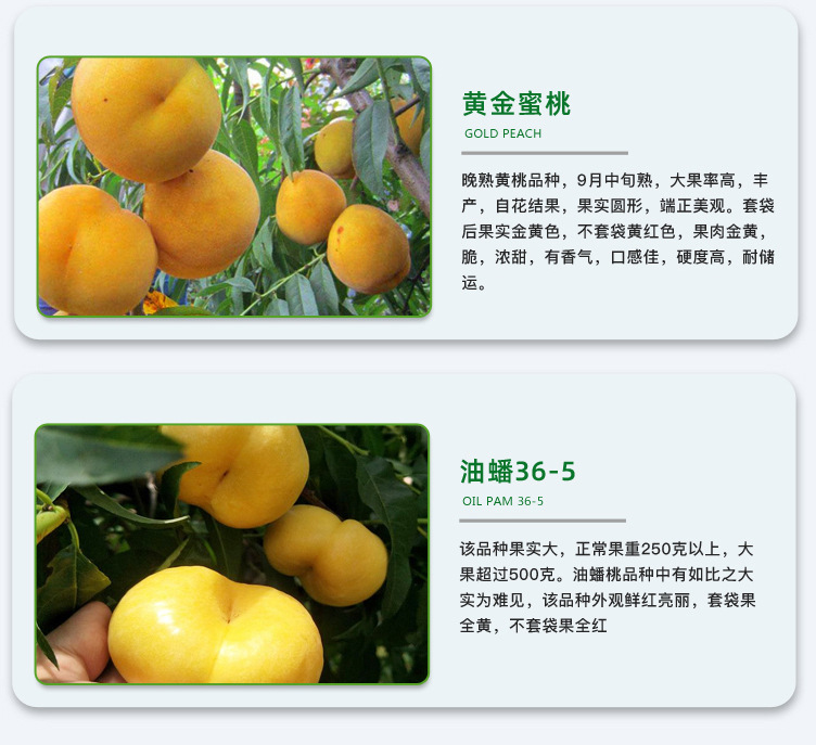 桃-詳情頁_06.jpg