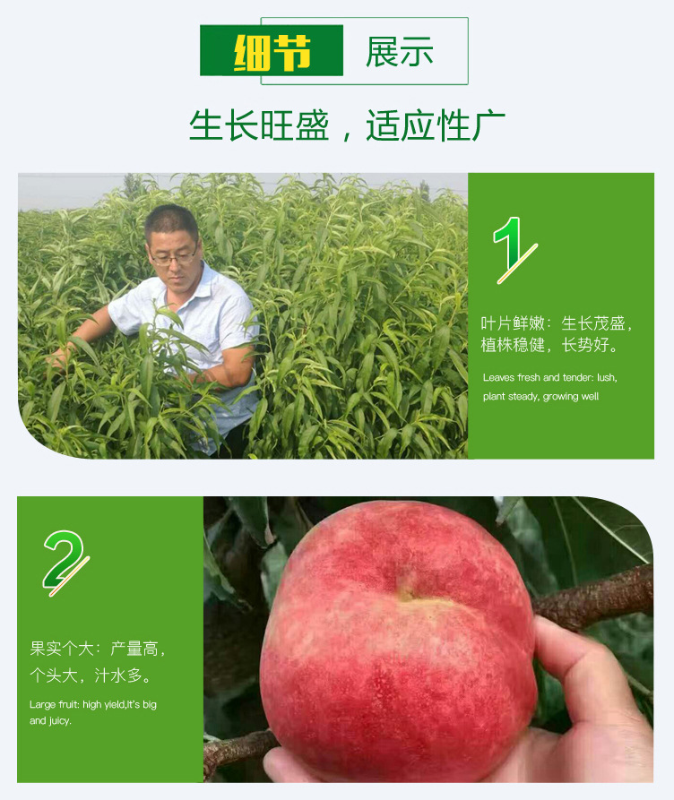 桃-詳情頁_03.jpg