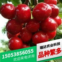 苗圃批發(fā)布魯克斯櫻桃苗 品種多樣吉塞拉矮化大櫻桃樹 櫻桃苗價格