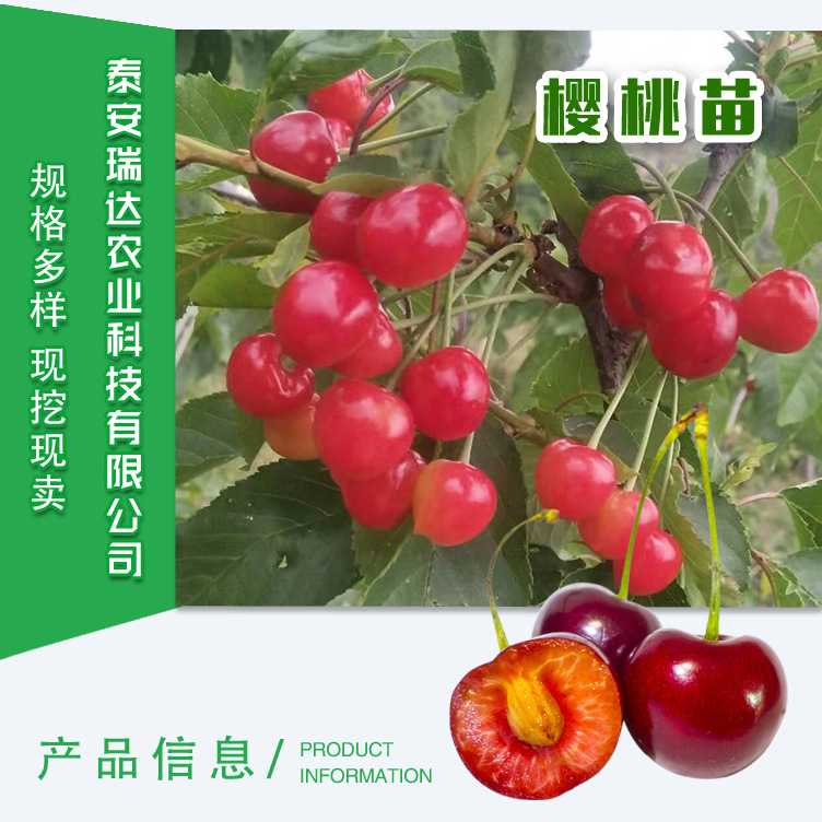 櫻桃_01.jpg