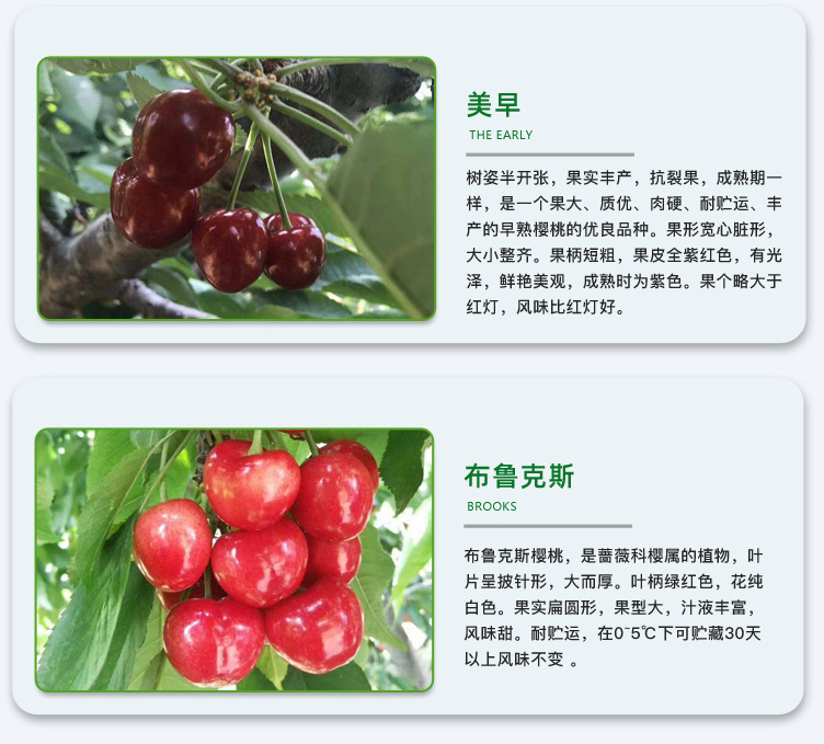櫻桃_06.jpg