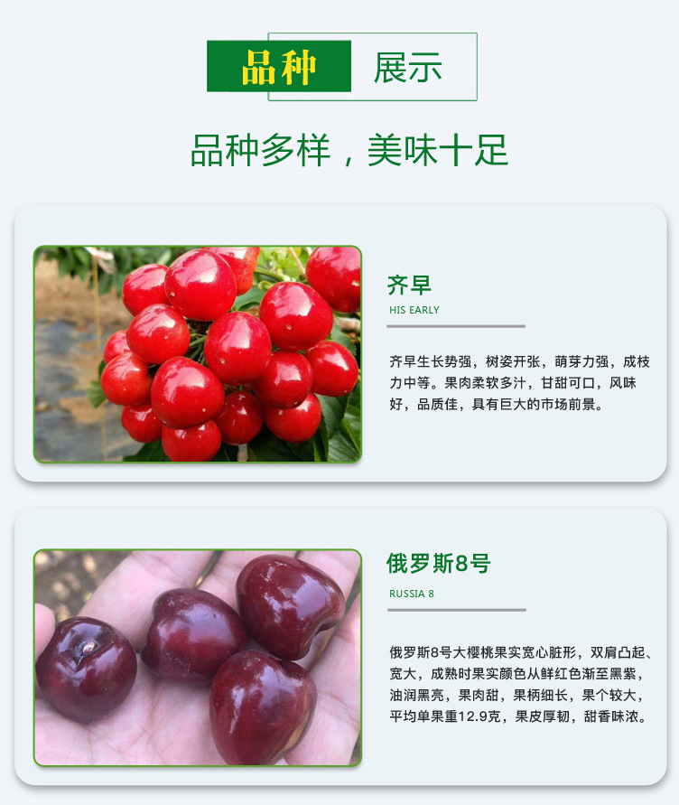 櫻桃_05.jpg