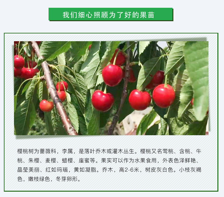 櫻桃_02.jpg