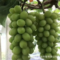 山東葡萄樹苗基地銷售品種葡萄苗 陽光玫瑰葡萄苗種植時間