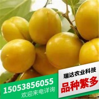 3公分杏樹苗批發(fā) 荷蘭香蜜杏 凱特杏樹苗 金太陽珍珠油杏樹苗批發(fā)