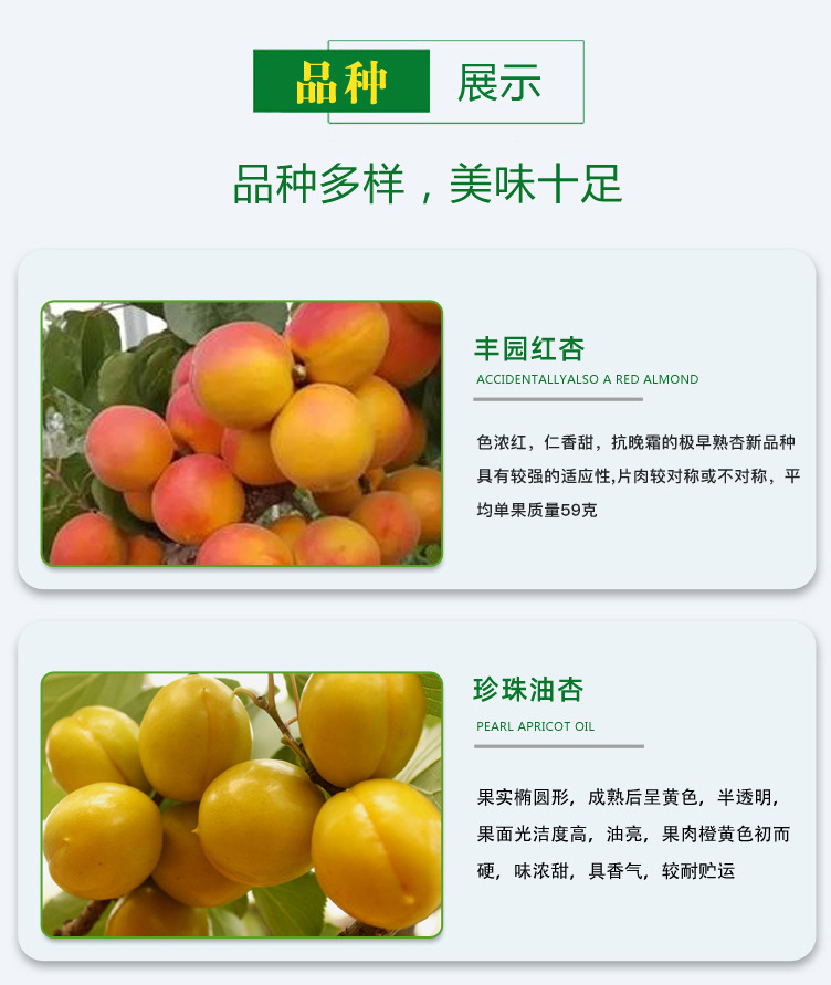杏樹苗_05.jpg