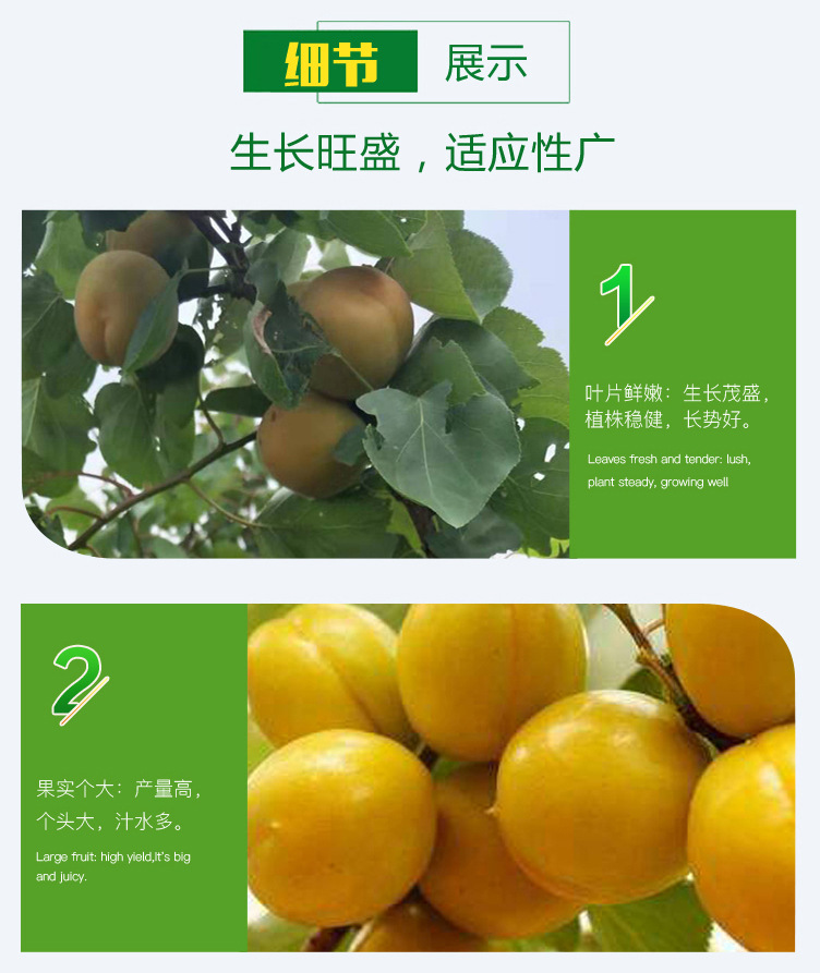 杏樹苗_03.jpg