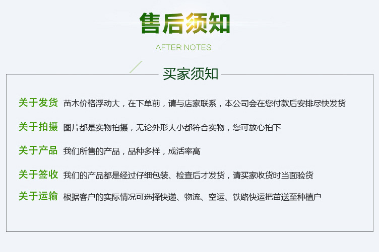 杏樹苗_10.jpg