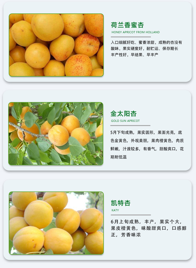 杏樹苗_06.jpg