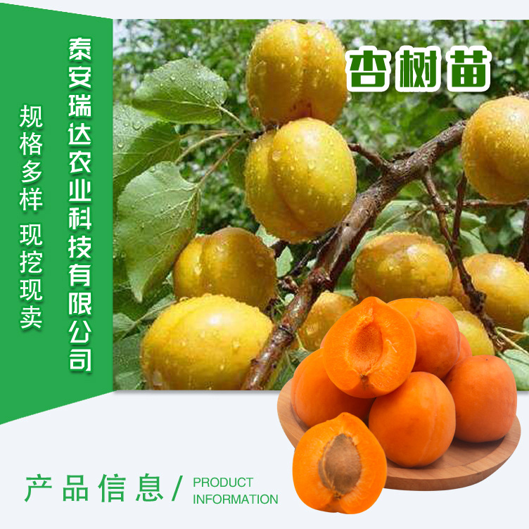 杏樹苗_01.jpg