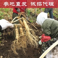 長白山新鮮人參現(xiàn)挖鮮參吉林帶土鮮人參農(nóng)戶種植東北特產(chǎn)一件代發(fā)