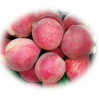 (預(yù)售)隨縣水蜜桃整箱5斤包 郵新鮮桃子當(dāng)季毛桃水果大甜水多