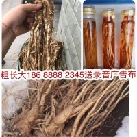 東北鮮人參 跑江湖展會地攤東北鮮人參沙參地攤參蘿卜參北沙參