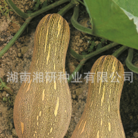 湘研早中熟耐儲運大果型蜜本南瓜種子老南瓜-大蜜
