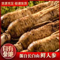 [包郵]長白山新鮮人參散裝現挖帶土圓參泡酒煲湯東北特產鮮參批發(fā)