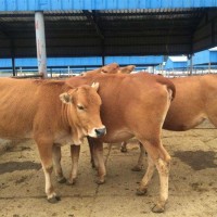 肉牛犢小黃牛價格魯西黃牛肉牛仔小牛犢多少錢一頭20元拍養(yǎng)殖資料