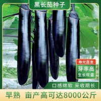 東方紫劍茄子種子長茄紫茄四季黑美人茄種籽陽臺盆栽菜園基地種植