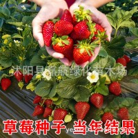 草莓種籽子四季播種結(jié)果好種易活陽臺(tái)室內(nèi)外花卉盆栽植物花種籽子
