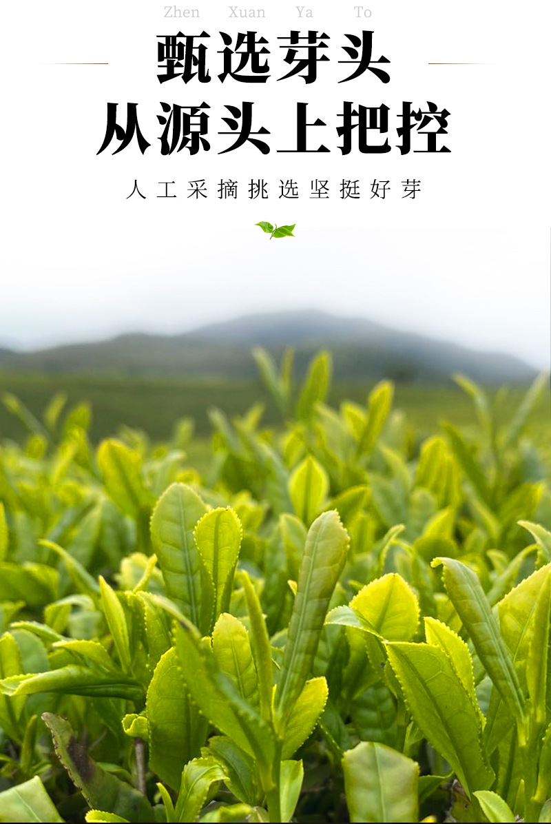 福潤(rùn)茶葉-2012梅子香壽眉老白茶_04