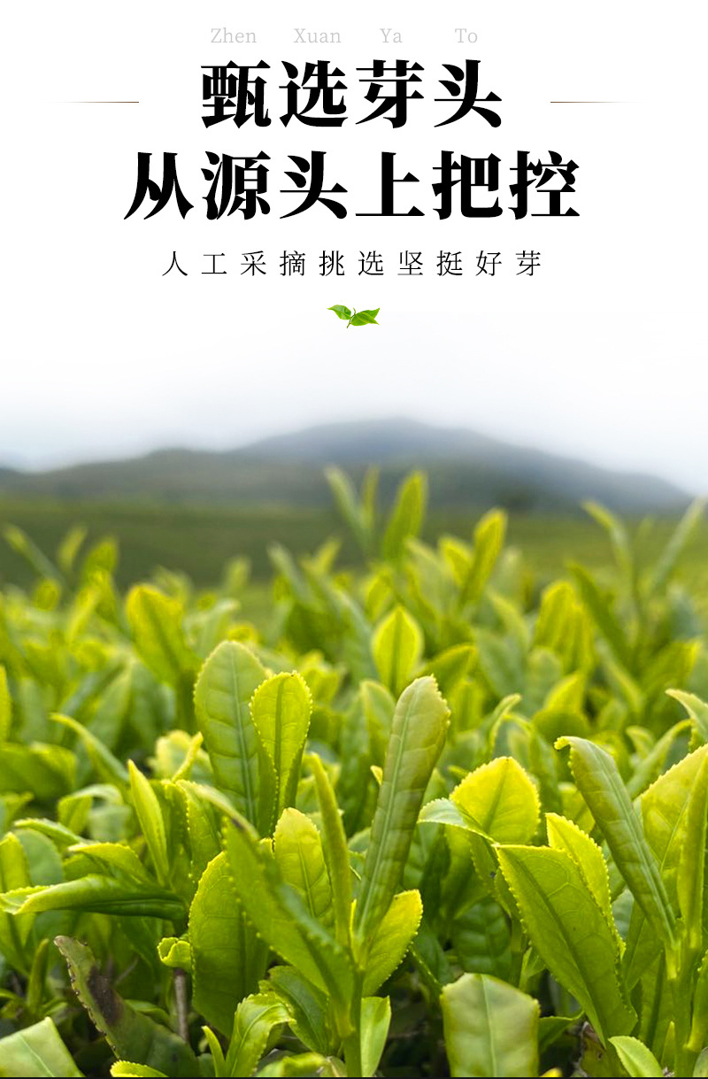福潤茶葉-2016老壽眉散茶_04