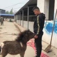 哪里有賣小矮馬的 供應景區(qū)觀賞騎乘德保矮馬設特蘭矮馬活體 寵物