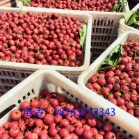 新鮮山楂批發(fā)甜紅子山楂批發(fā)糖葫蘆山楂酸甜適中量大從優(yōu)產(chǎn)地直供