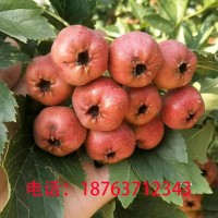 大金星山楂糖葫蘆新鮮山楂當(dāng)天釆摘當(dāng)天發(fā)批發(fā)量大從優(yōu)產(chǎn)地直供