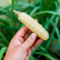 云南新鮮拇指玉米即食批發(fā)西雙版納軟糯拇指玉米真空包裝一件代發(fā)