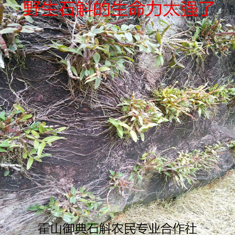 IMG_5916_副本