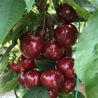 新品種櫻桃樹苗 齊早 美早櫻桃苗 南北方種植盆栽地栽 果樹苗