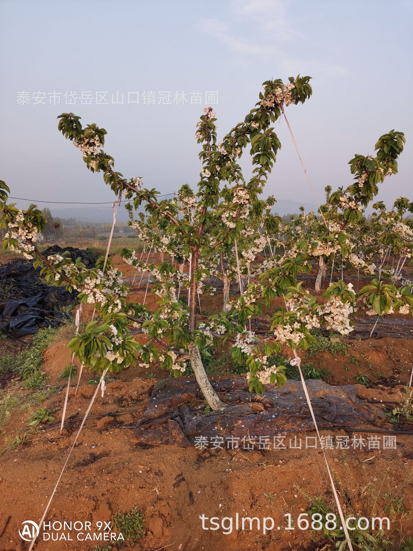 QQ圖片20200306131633.jpg