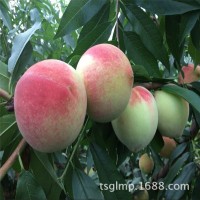 基地供應(yīng)桃樹苗 黃金蜜桃 適合南北方種植 晚熟金秋紅蜜桃苗