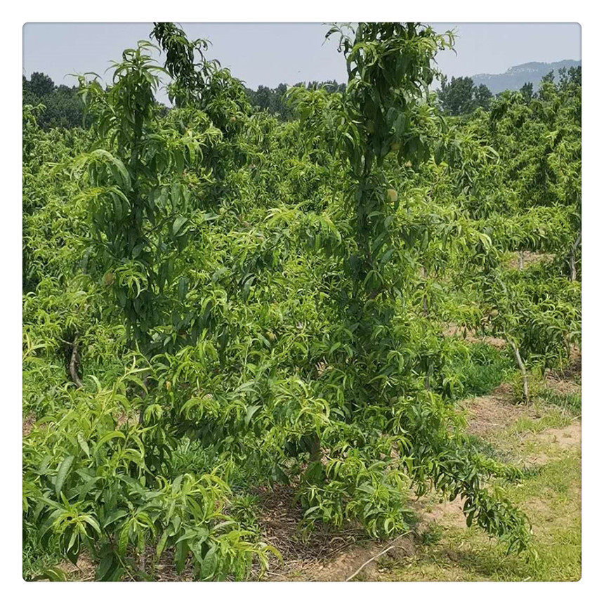 桃樹（白邊）