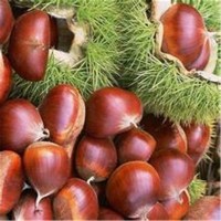 直供1公分板栗 嫁接板栗樹 毛板栗樹 志森園藝場(chǎng)供應(yīng)