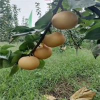 山東秋月梨樹種植基地 種植量大 秋月梨 口感脆甜 秋月梨樹