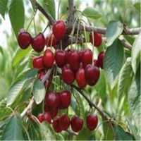 志森園藝櫻桃苗批發(fā) 5厘米櫻桃樹苗品種 5厘米美早櫻桃樹基地
