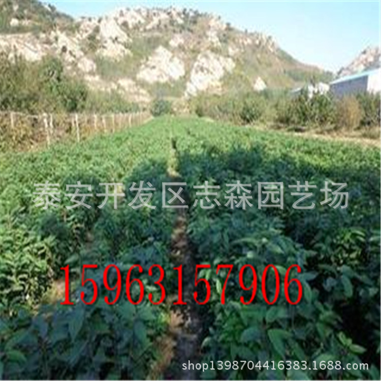 t012b379e31f81a0965