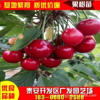 大量供應(yīng)吉塞拉櫻桃樹苗美早櫻桃苗剪枝方法車厘子大櫻桃樹苗種植