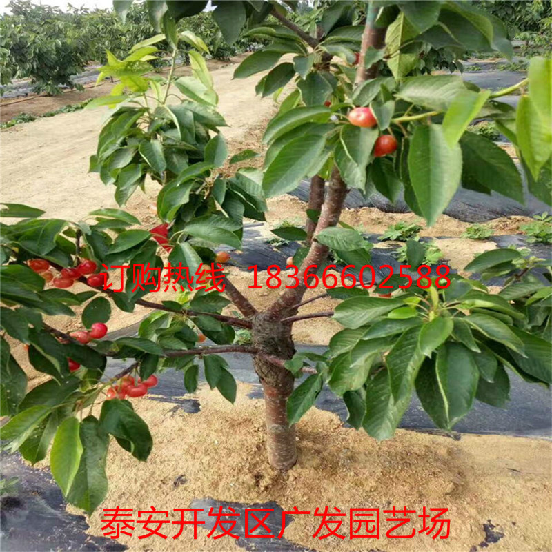 mmexport1496996198004_fuben