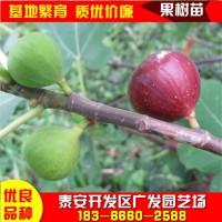 山東布蘭瑞克無花果樹苗供應波姬紅金傲芬無花果苗價格無花果樹苗